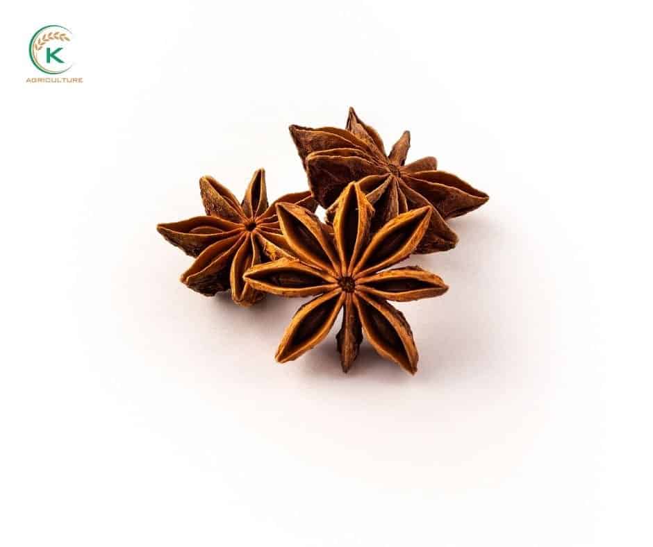 Star of Anise